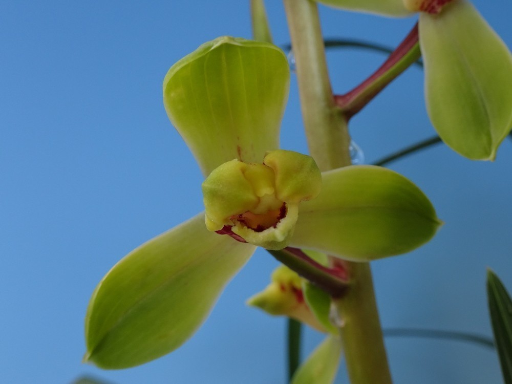 №581 一茎九華「程梅」、、。 ～老花画像追加～: 雲南の蘭を楽しむ