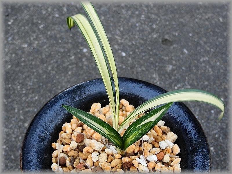 №152 日本春蘭「金閣宝」の成。。⑦: 雲南の蘭を楽しむ