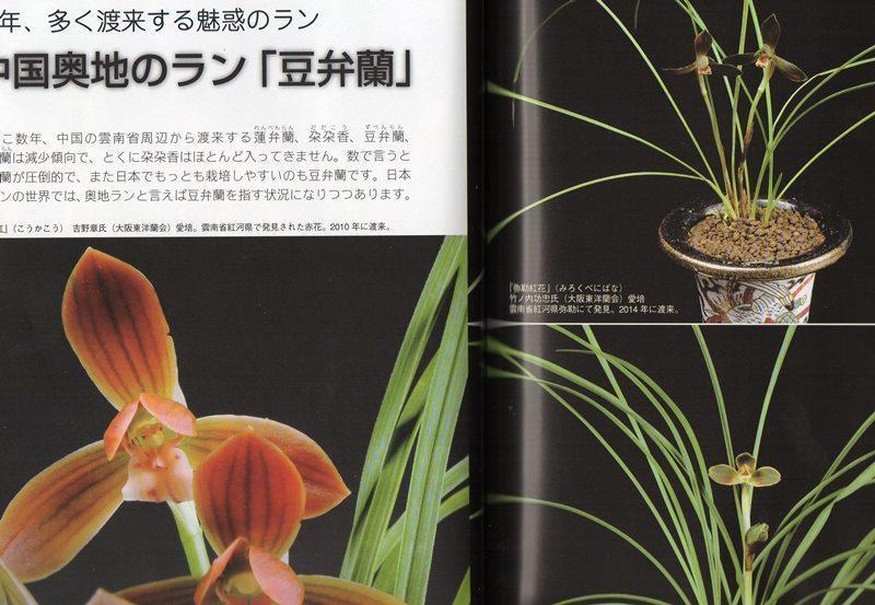 №172 園芸誌「自然と野生ラン」。。。: 雲南の蘭を楽しむ