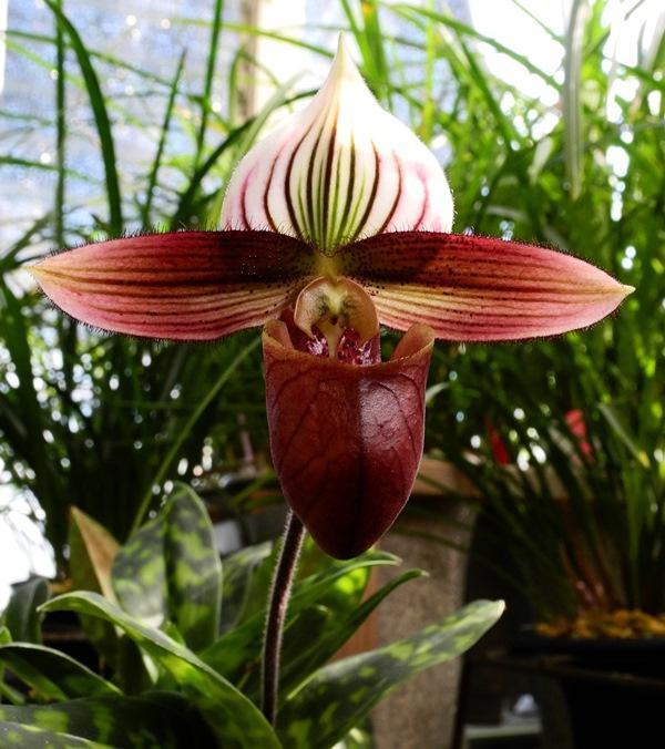 №235 雲南の蘭、、紫紋兜蘭（Paphiopedilum purpuratum）の開花