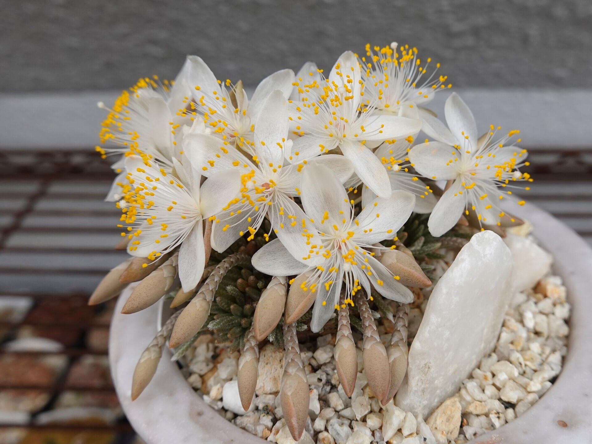 №843 白花アボニア（Avonia quinaria ssp alstonii）の開花、、～追記～。。: 雲南の蘭を楽しむ