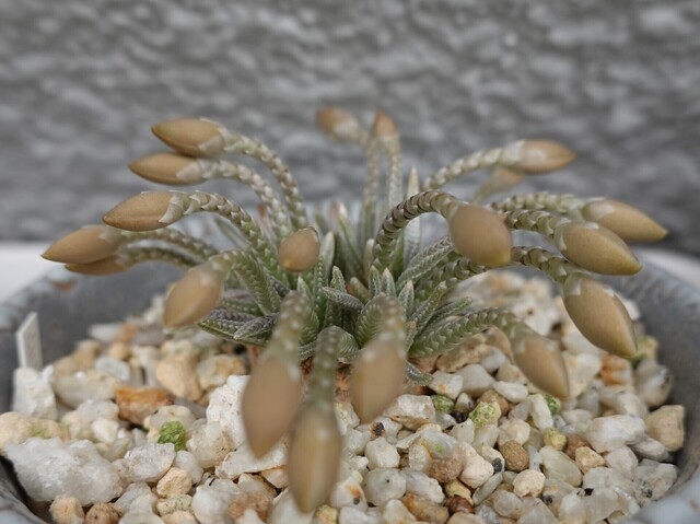 №843 白花アボニア（Avonia quinaria ssp alstonii）の開花、、～追記～。。: 雲南の蘭を楽しむ