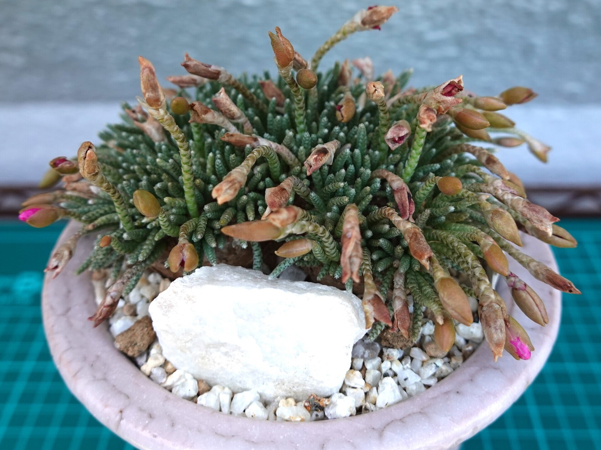 №843 白花アボニア（Avonia quinaria ssp alstonii）の開花