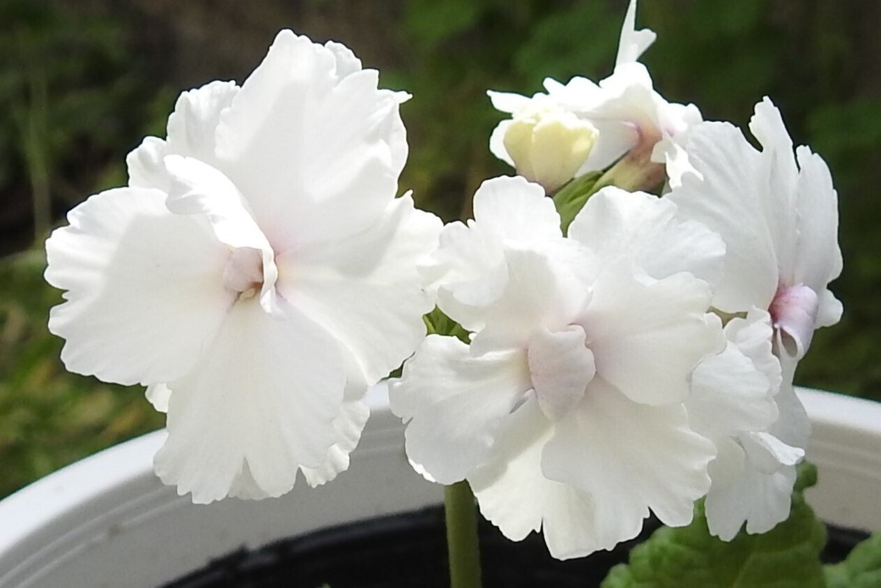№834 今年の八重咲き日本桜草と台湾クマガイソウの花 №834 今年の八重咲き日本桜草と台湾クマガイソウの花