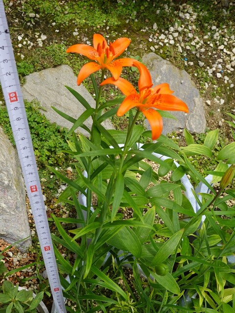 ③DSC00559.JPG