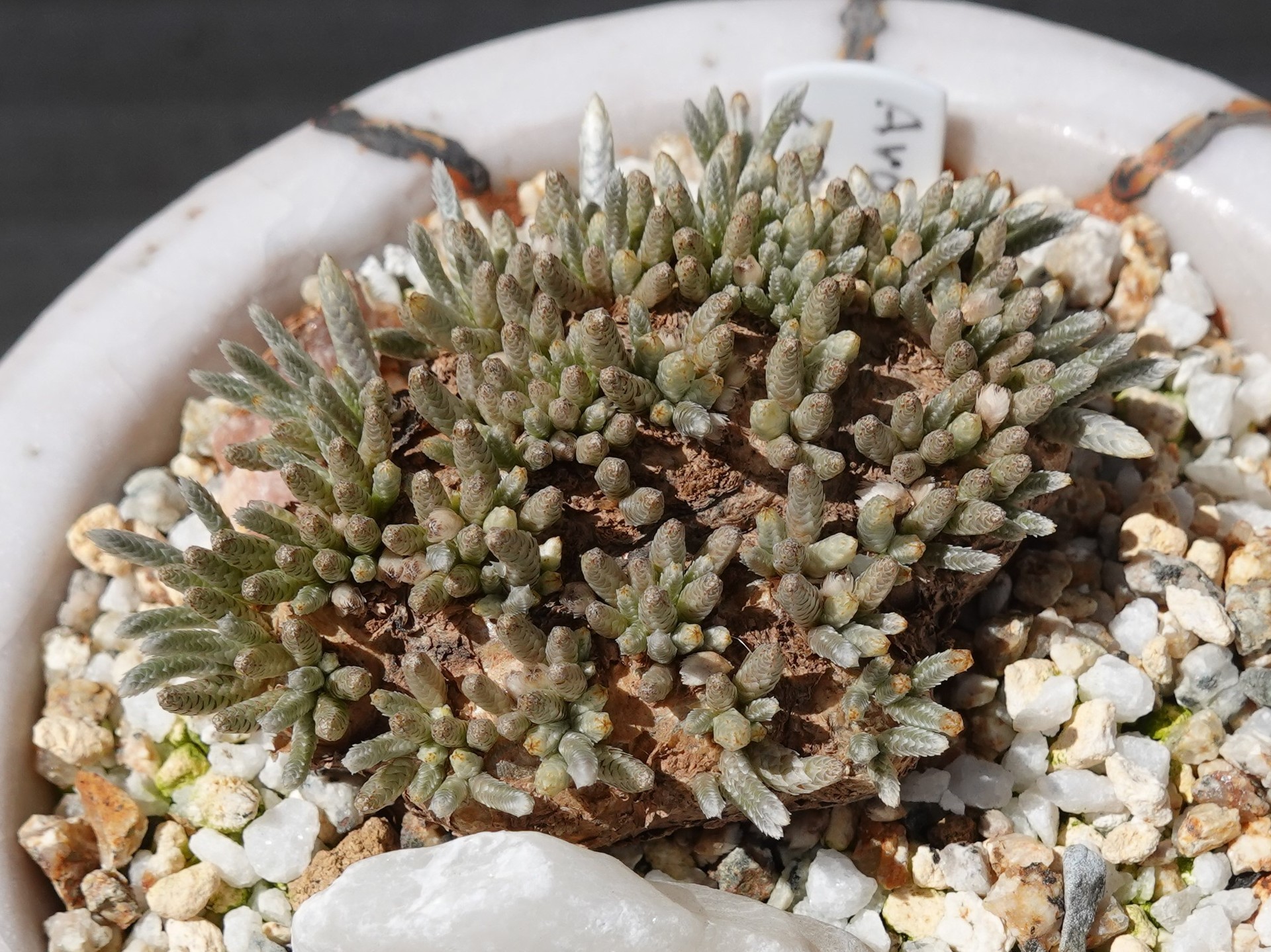 アボニア クイナリア アルストニー 赤花 大株 冬型塊根 当方管理