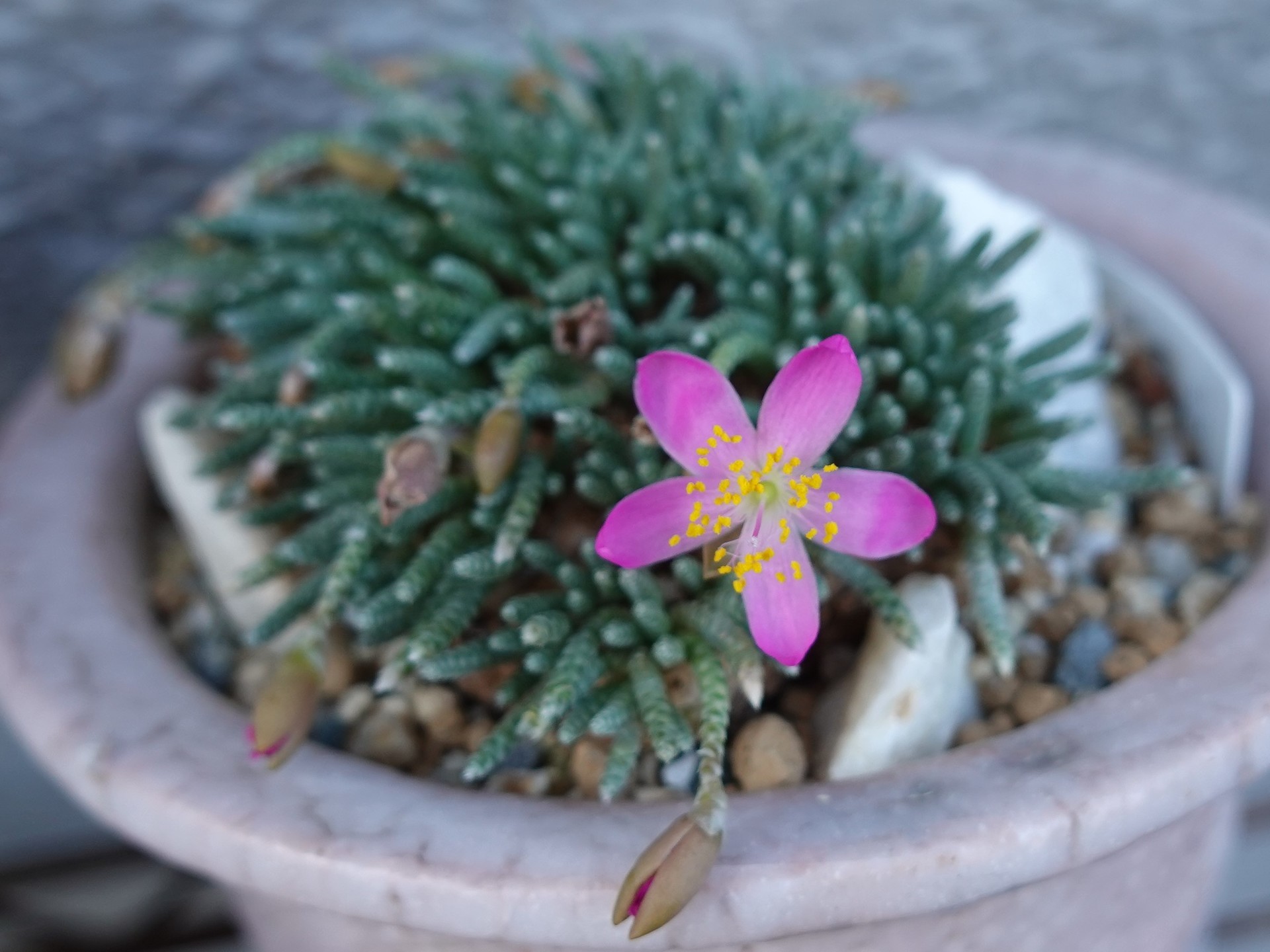 №783 アボニアの白花アルストニーが開花、、。。: 雲南の蘭を楽しむ