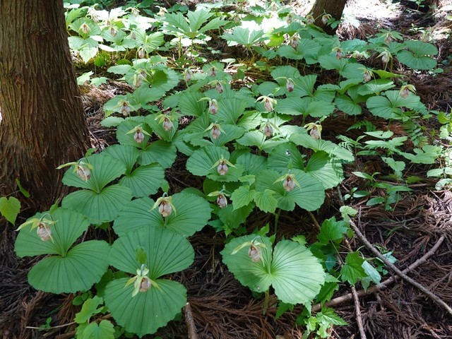 イ*ス様 山野草・野生蘭(神奈川県産・クマガイソウ) イ*ス様 山野草・野生蘭(神奈川県産・クマガイソウ⑥) - メルカリ