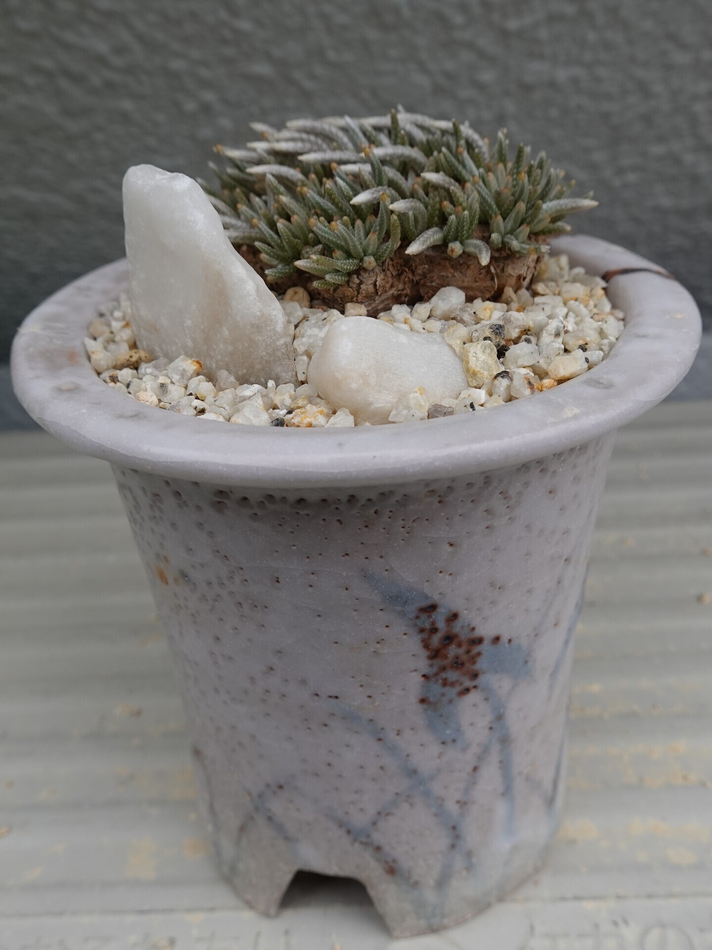 №837 桃花アボニア（Avonia quinaria ssp quinaria）の開花