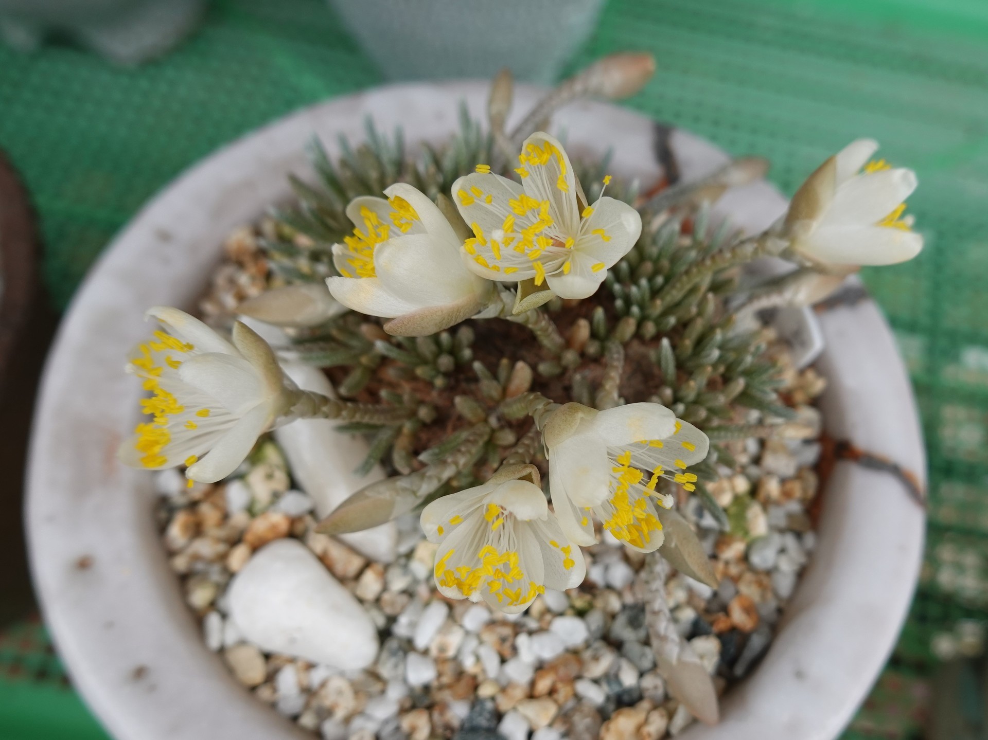 №783 アボニアの白花アルストニーが開花、、。。: 雲南の蘭を楽しむ №783 アボニアの白花アルストニーが開花、、。。: 雲南の蘭を楽しむ