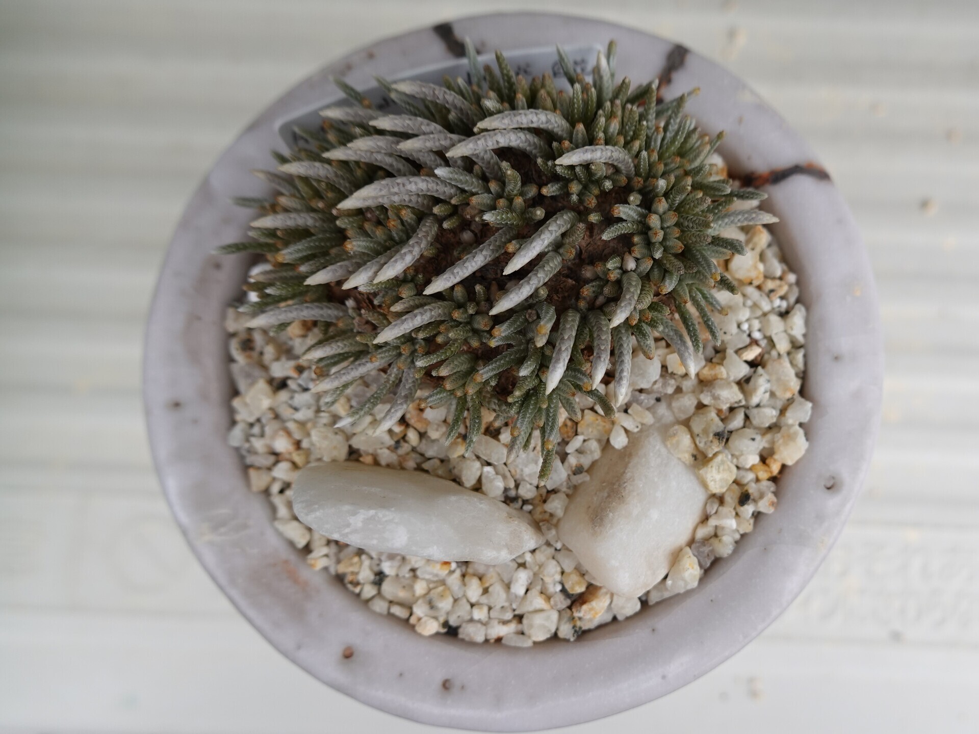 №837 桃花アボニア（Avonia quinaria ssp quinaria）の開花