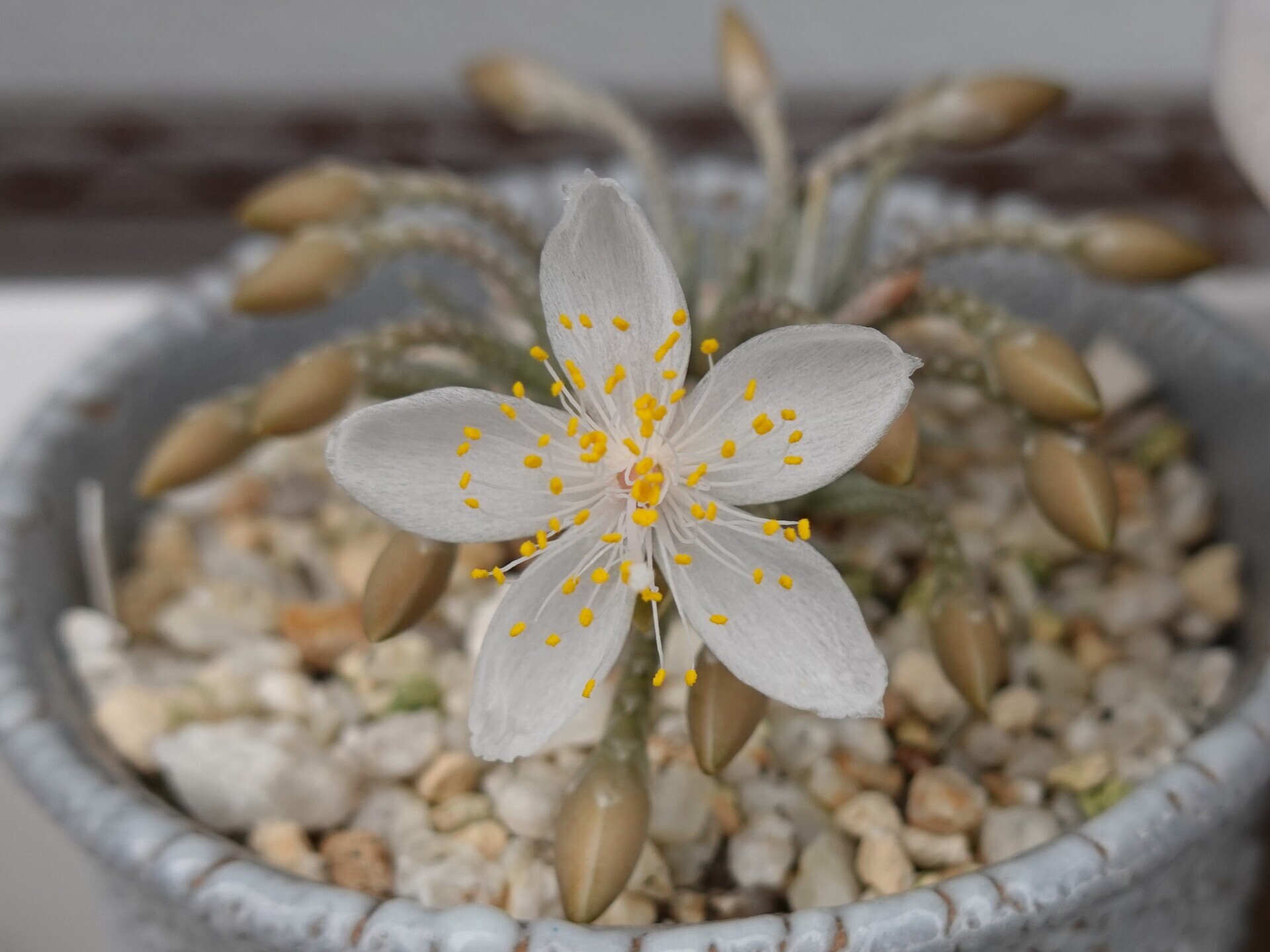 №843 白花アボニア（Avonia quinaria ssp alstonii）の開花