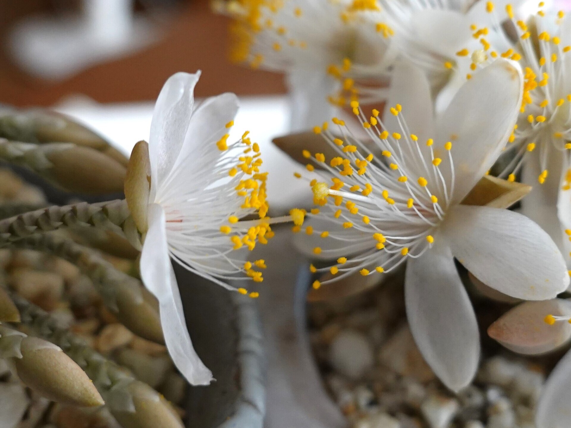 №843 白花アボニア（Avonia quinaria ssp alstonii）の開花