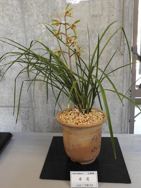 なDSCN1717.JPG
