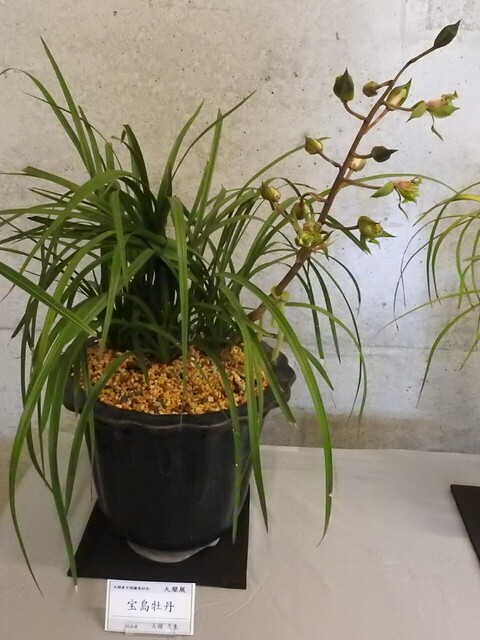 ぬDSCN1684.JPG