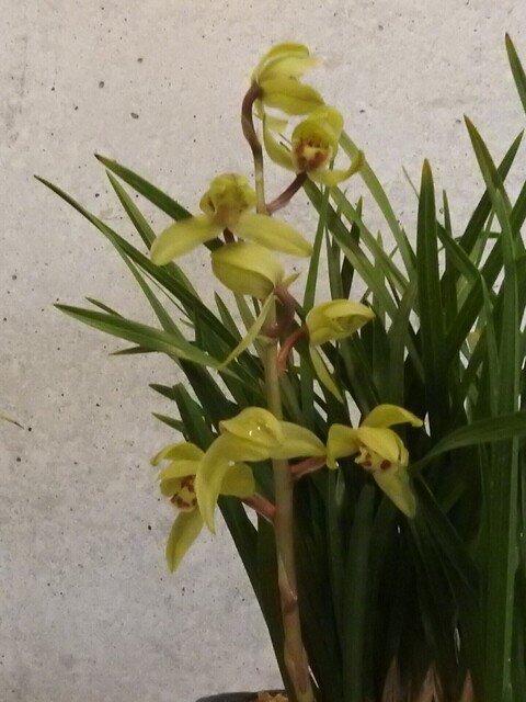 はDSCN1695.JPG