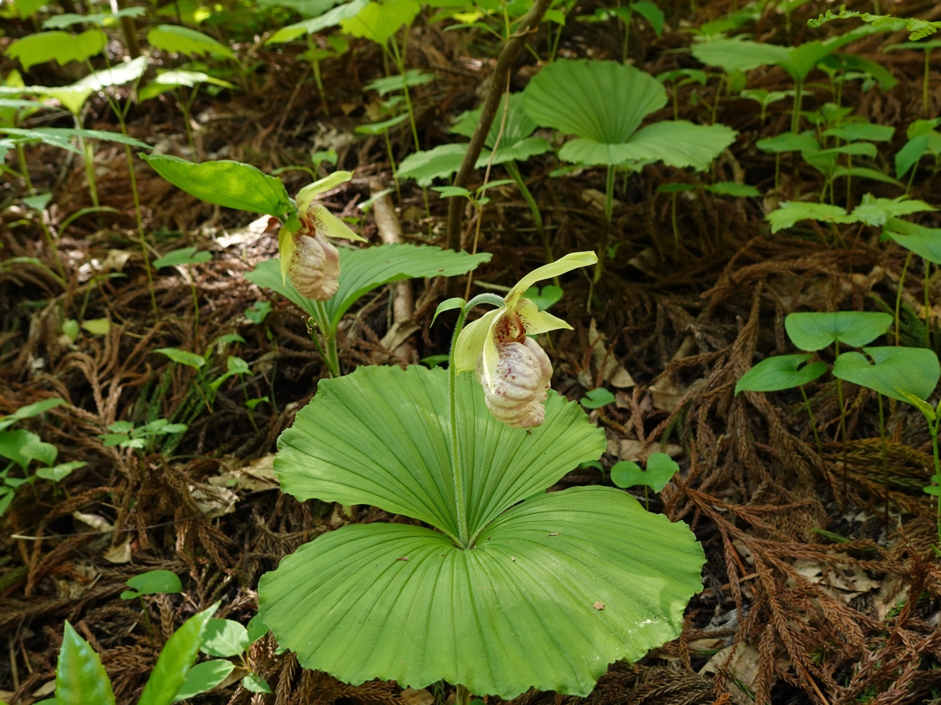 日本クマガイソウ 5芽 （山野草（ラン科） 日本クマガイソウA 2
