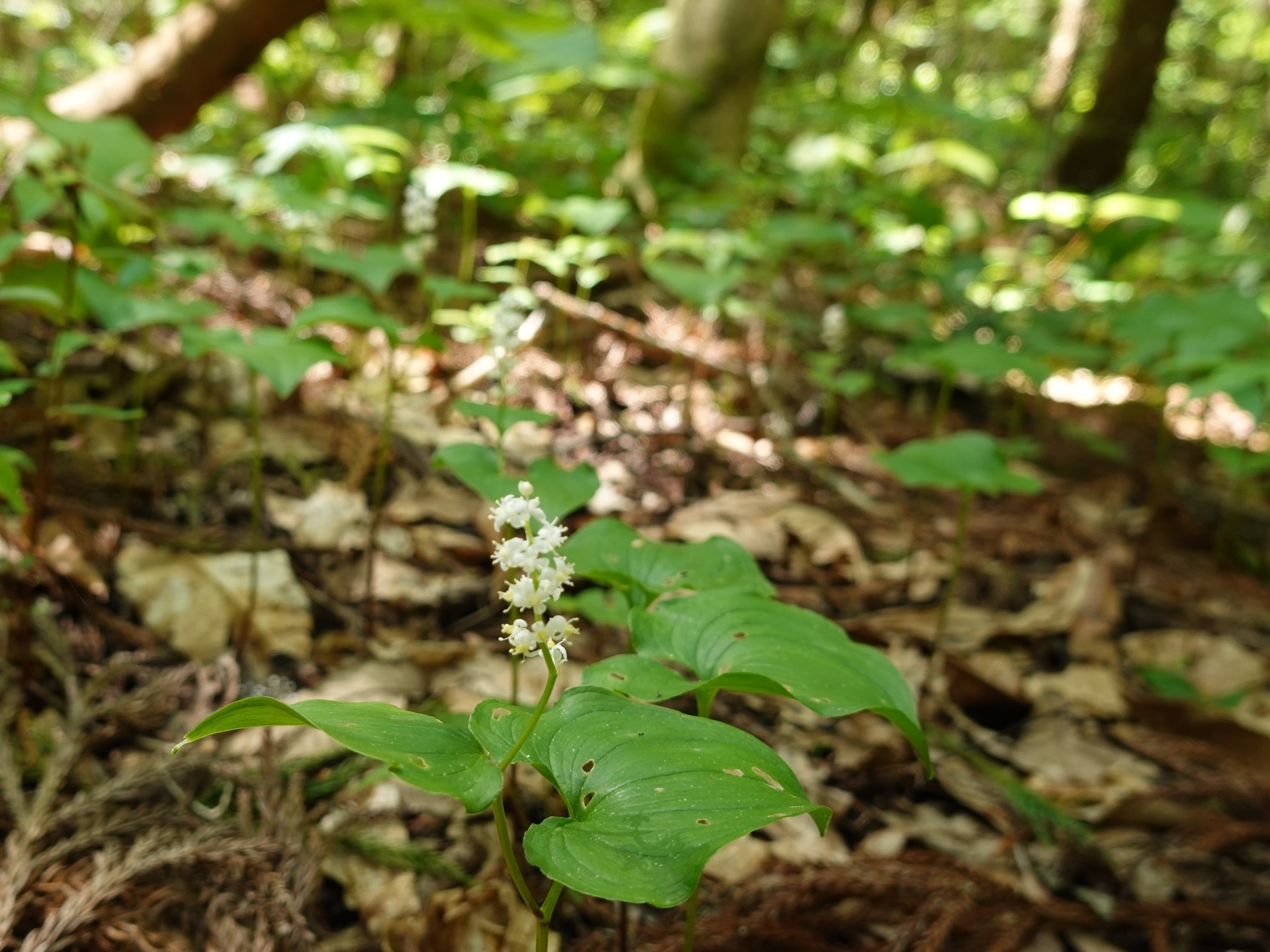 №779 野生のクマガイソウ、、。。: 雲南の蘭を楽しむ