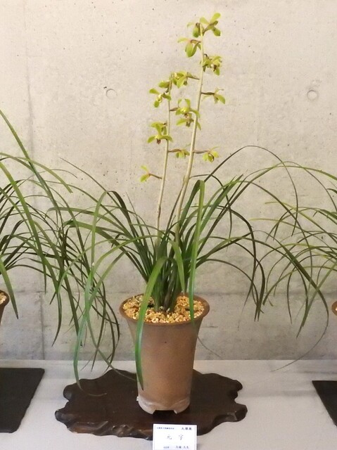 ㊳DSCN1633.JPG