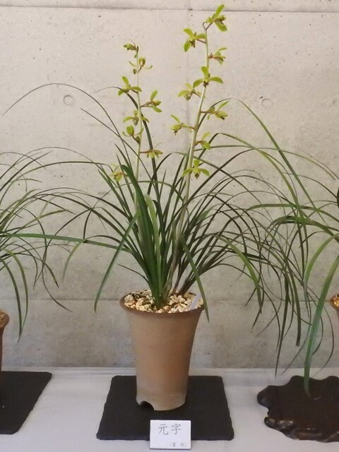 ㊵DSCN1638.JPG