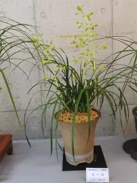 ㊽DSCN1654.JPG